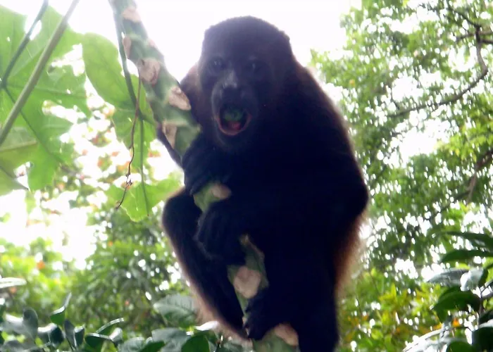 Howler Monkey Hotel