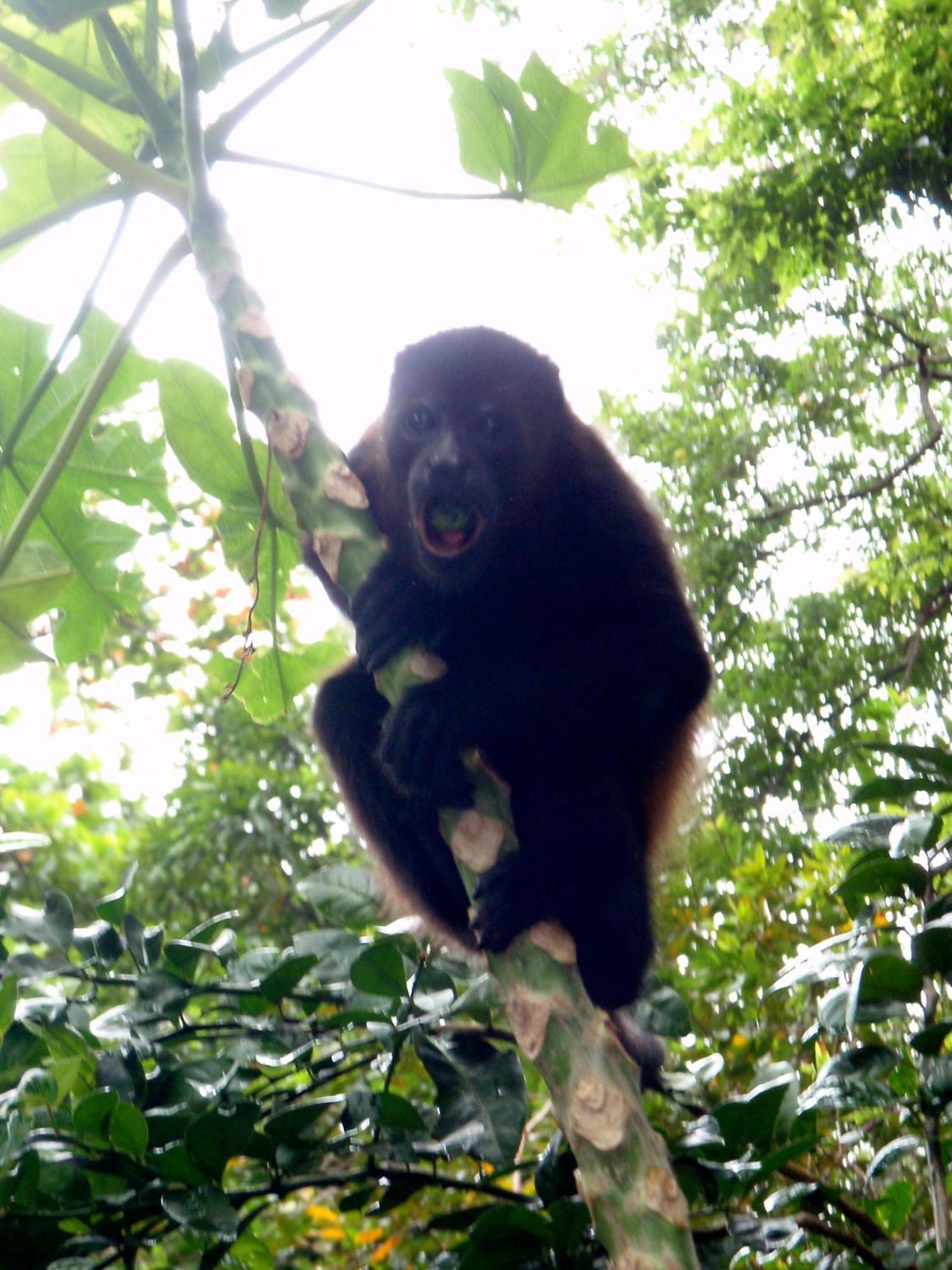 Howler Monkey Hotel