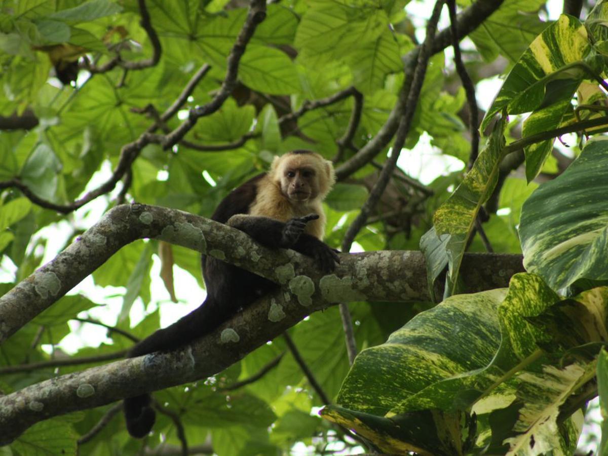 Hotel Howler Monkey